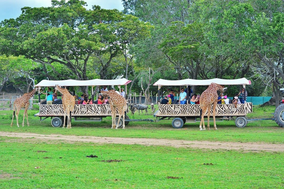 Ponderosa Adventure Park