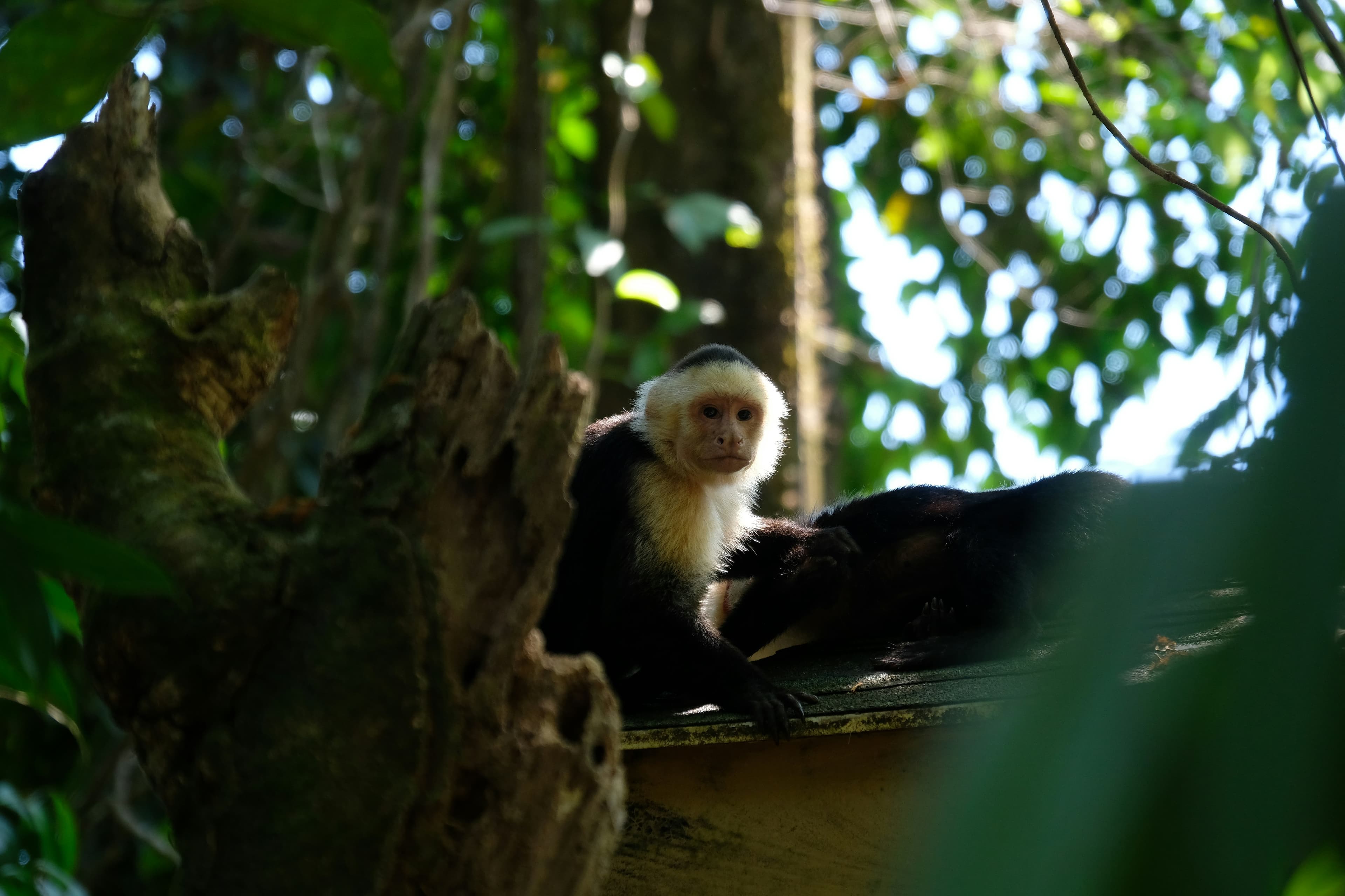 Parque Nacional Manuel Antonio y Croc Skywalk